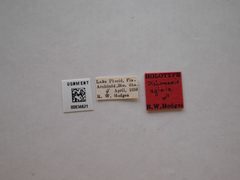 Dichomeris aglaia by the Smithsonian. Used under a CC0 license.