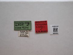 Dichomeris aleatrix by the Smithsonian. Used under a CC0 license.