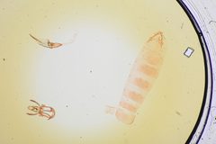Dichomeris aleatrix by the Smithsonian. Used under a CC0 license.