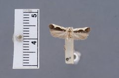 Dichomeris aleatrix by the Smithsonian. Used under a CC0 license.