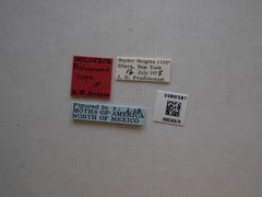 Dichomeris copa by the Smithsonian. Used under a CC0 license.
