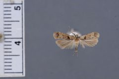 Dichomeris delotella by the Smithsonian. Used under a CC0 license.