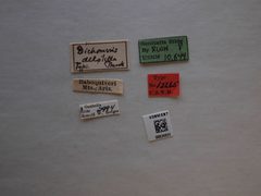 Dichomeris delotella by the Smithsonian. Used under a CC0 license.