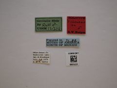 Dichomeris isa by the Smithsonian. Used under a CC0 license.