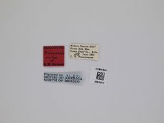 Dichomeris mulsa by the Smithsonian. Used under a CC0 license.