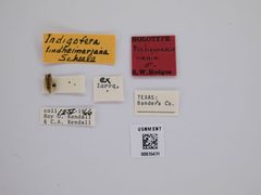 Dichomeris nenia by the Smithsonian. Used under a CC0 license.