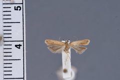 Dichomeris nenia by the Smithsonian. Used under a CC0 license.