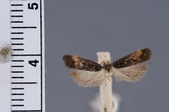 Dichomeris offula by the Smithsonian. Used under a CC0 license.