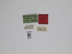 Dichomeris offula by the Smithsonian. Used under a CC0 license.