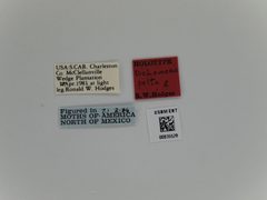 Dichomeris pelta by the Smithsonian. Used under a CC0 license.
