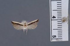 Dichomeris pelta by the Smithsonian. Used under a CC0 license.