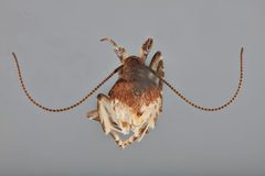 Dichomeris vacciniella by the Smithsonian. Used under a CC0 license.
