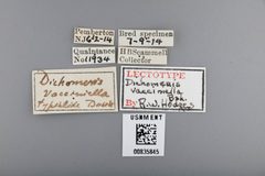 Dichomeris vacciniella by the Smithsonian. Used under a CC0 license.