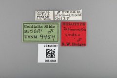 Dichomeris vindex by the Smithsonian. Used under a CC0 license.