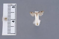 Exoteleia anomala by the Smithsonian. Used under a CC0 license.