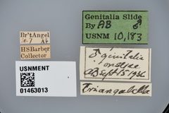 Faculta triangulella by the Smithsonian. Used under a CC0 license.