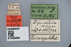 Faculta triangulella by the Smithsonian. Used under a CC0 license.