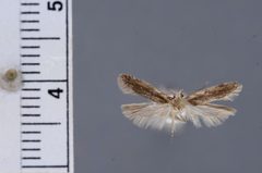 Filatima epulatrix by the Smithsonian. Used under a CC0 license.