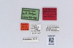 Filatima epulatrix by the Smithsonian. Used under a CC0 license.