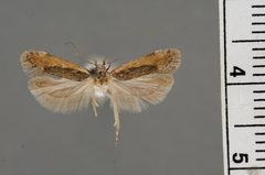 Filatima sperryi by the Smithsonian. Used under a CC0 license.