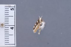 Gelechia catalinella by the Smithsonian. Used under a CC0 license.