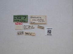 Gelechia caudatae by the Smithsonian. Used under a CC0 license.