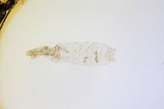 Gelechia dammersi by the Smithsonian. Used under a CC0 license.