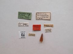 Gelechia eriogonella by the Smithsonian. Used under a CC0 license.
