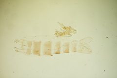 Gelechia mandella by the Smithsonian. Used under a CC0 license.