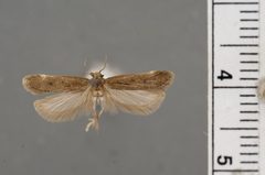 Gelechia psiloptera by the Smithsonian. Used under a CC0 license.