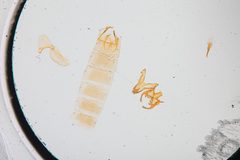 Gnorimoschema alaricella by the Smithsonian. Used under a CC0 license.