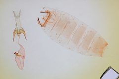 Gnorimoschema busckiella by the Smithsonian. Used under a CC0 license.