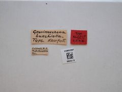 Gnorimoschema busckiella by the Smithsonian. Used under a CC0 license.
