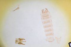 Gnorimoschema coquillettella by the Smithsonian. Used under a CC0 license.