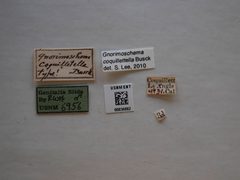 Gnorimoschema coquillettella by the Smithsonian. Used under a CC0 license.