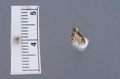 Gnorimoschema coquillettella by the Smithsonian. Used under a CC0 license.