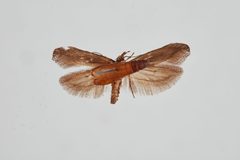 Gnorimoschema gallaesolidaginis by the Smithsonian. Used under a CC0 license.