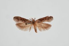 Gnorimoschema gallaesolidaginis by the Smithsonian. Used under a CC0 license.