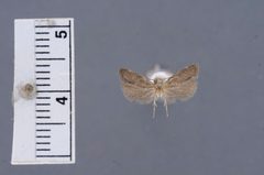 Helcystogramma ectopon by the Smithsonian. Used under a CC0 license.