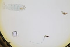 Helcystogramma ectopon by the Smithsonian. Used under a CC0 license.