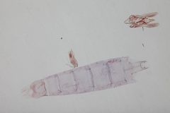 Helcystogramma hassenzanum by the Smithsonian. Used under a CC0 license.