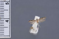 Hypatima disetosella by the Smithsonian. Used under a CC0 license.
