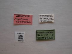 Hypatima disetosella by the Smithsonian. Used under a CC0 license.