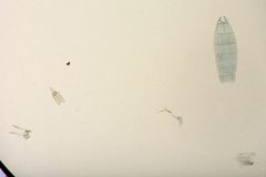 Hypatima disetosella by the Smithsonian. Used under a CC0 license.