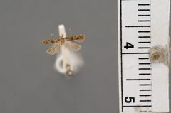 Hypatima salicicola by the Smithsonian. Used under a CC0 license.