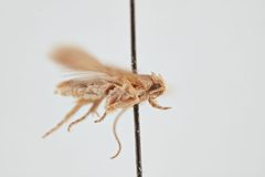 Keiferia lycopersicella by the Smithsonian. Used under a CC0 license.