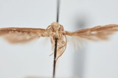 Keiferia lycopersicella by the Smithsonian. Used under a CC0 license.