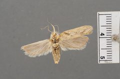 Metopleura potosi by the Smithsonian. Used under a CC0 license.