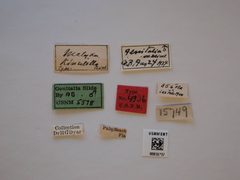 Nealyda kinzelella by the Smithsonian. Used under a CC0 license.