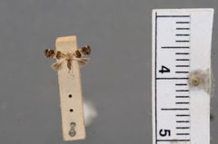 Nealyda pisoniae by the Smithsonian. Used under a CC0 license.